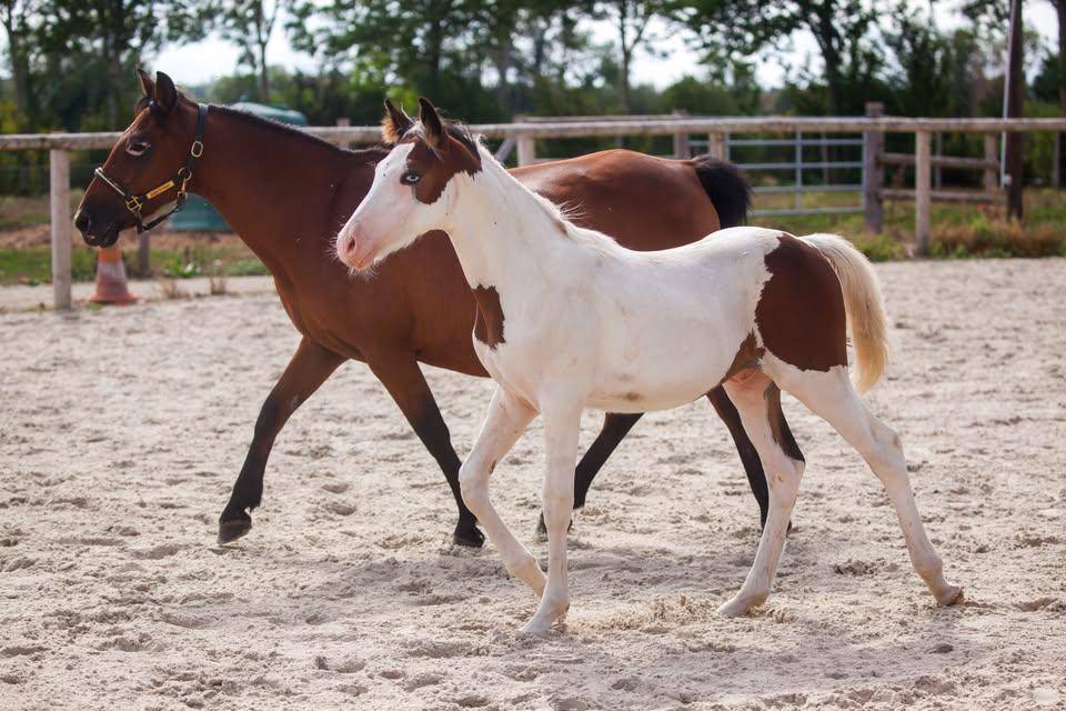 Yegua de ganader&iacute;a New Forest En venta 2009 Bayo por Woodrow Prince Harry