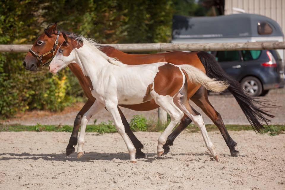 Yegua de ganader&iacute;a New Forest En venta 2009 Bayo por Woodrow Prince Harry