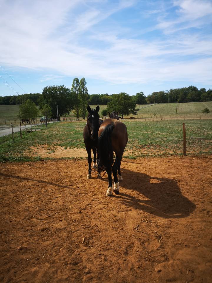 Caballo castrado KWPN Caballo de Deporte Neerland&eacute;s En venta 2016 Negro