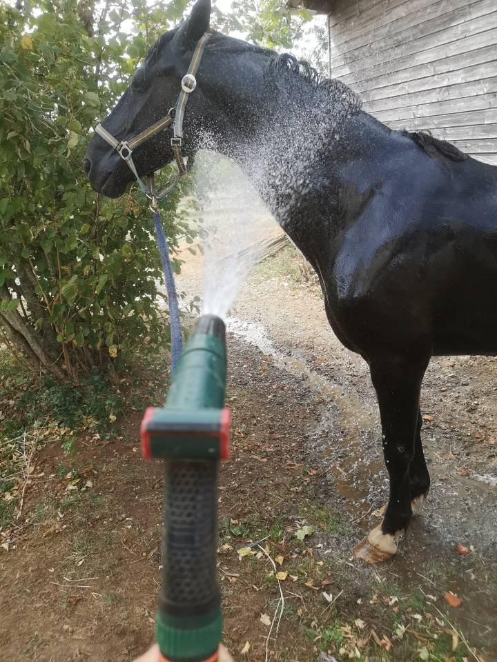 Caballo castrado KWPN Caballo de Deporte Neerland&eacute;s En venta 2016 Negro