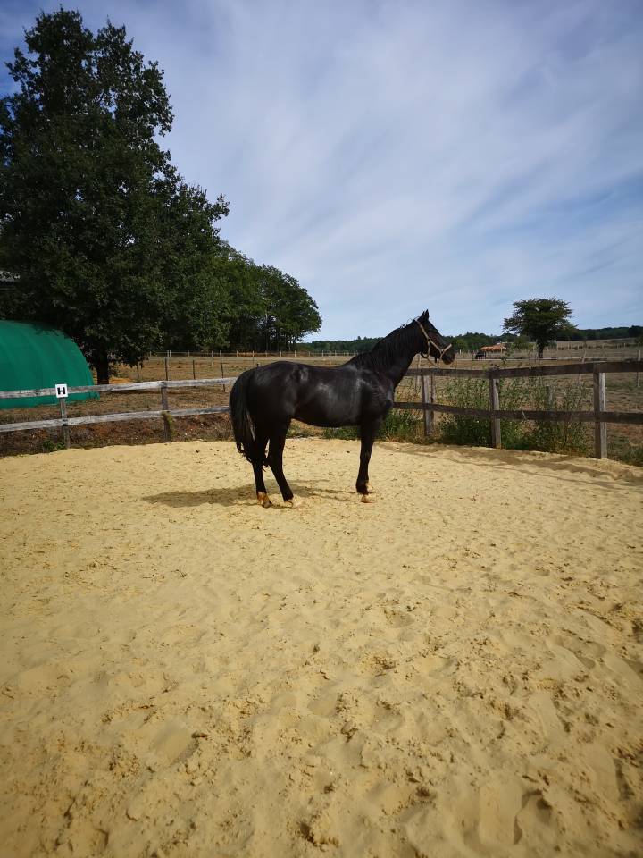 Caballo castrado KWPN Caballo de Deporte Neerland&eacute;s En venta 2016 Negro