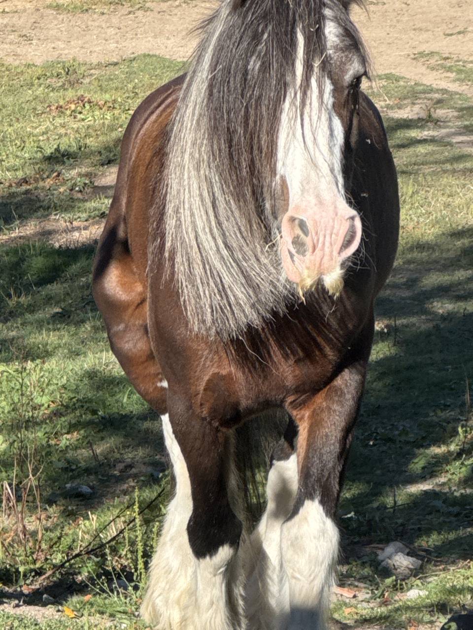 Yegua Gypsy Cob En venta 2010 Bayo