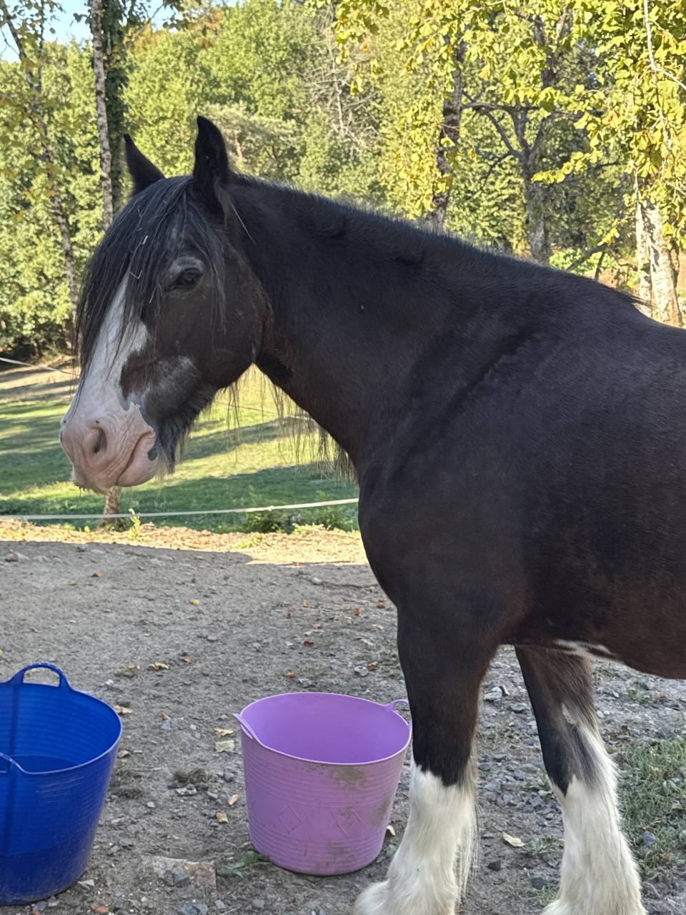 Yegua Gypsy Cob En venta 2010 Bayo