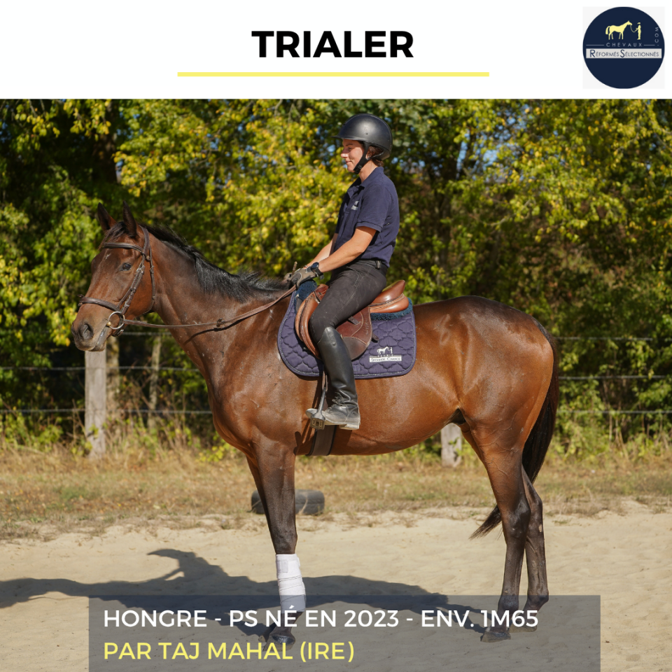 Caballo castrado Pura Sangre En venta 2023 Bayo