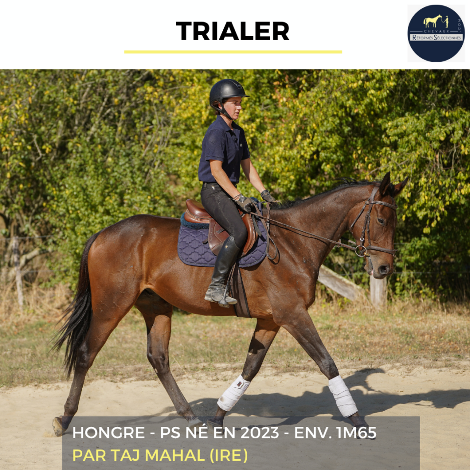 Caballo castrado Pura Sangre En venta 2023 Bayo