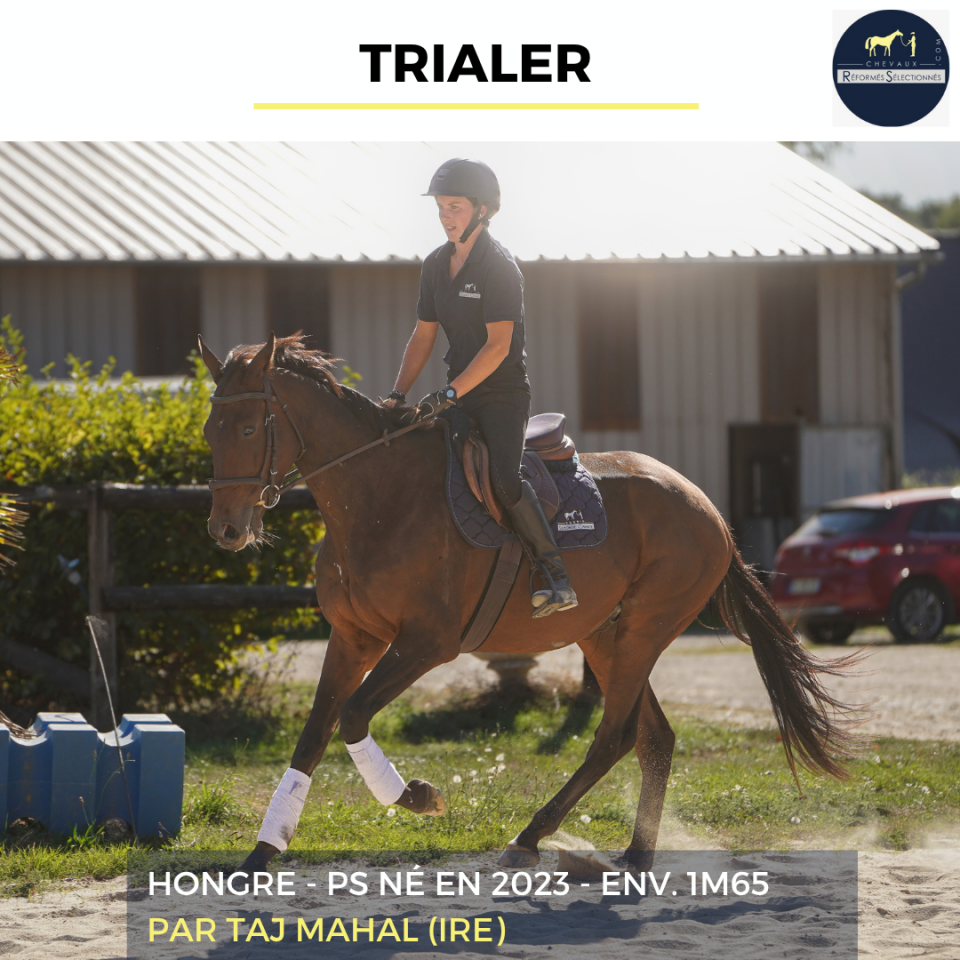 Caballo castrado Pura Sangre En venta 2023 Bayo