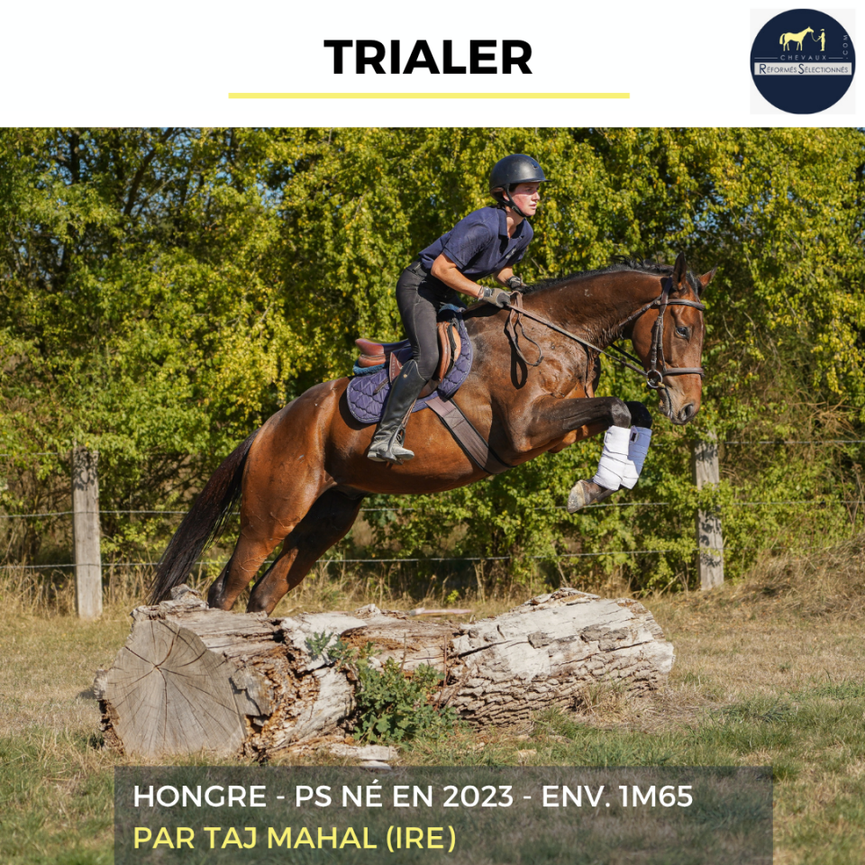 Caballo castrado Pura Sangre En venta 2023 Bayo
