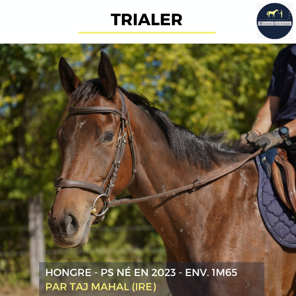 Caballo castrado Pura Sangre En venta 2023 Bayo