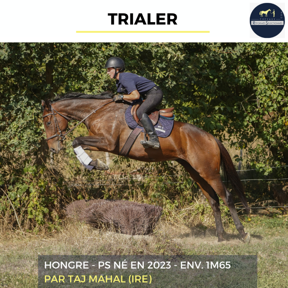 Caballo castrado Pura Sangre En venta 2023 Bayo