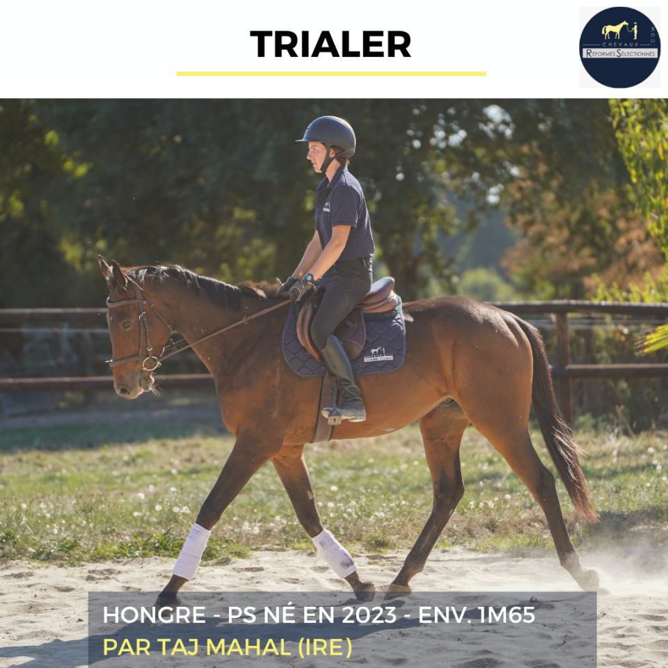 Caballo castrado Pura Sangre En venta 2023 Bayo