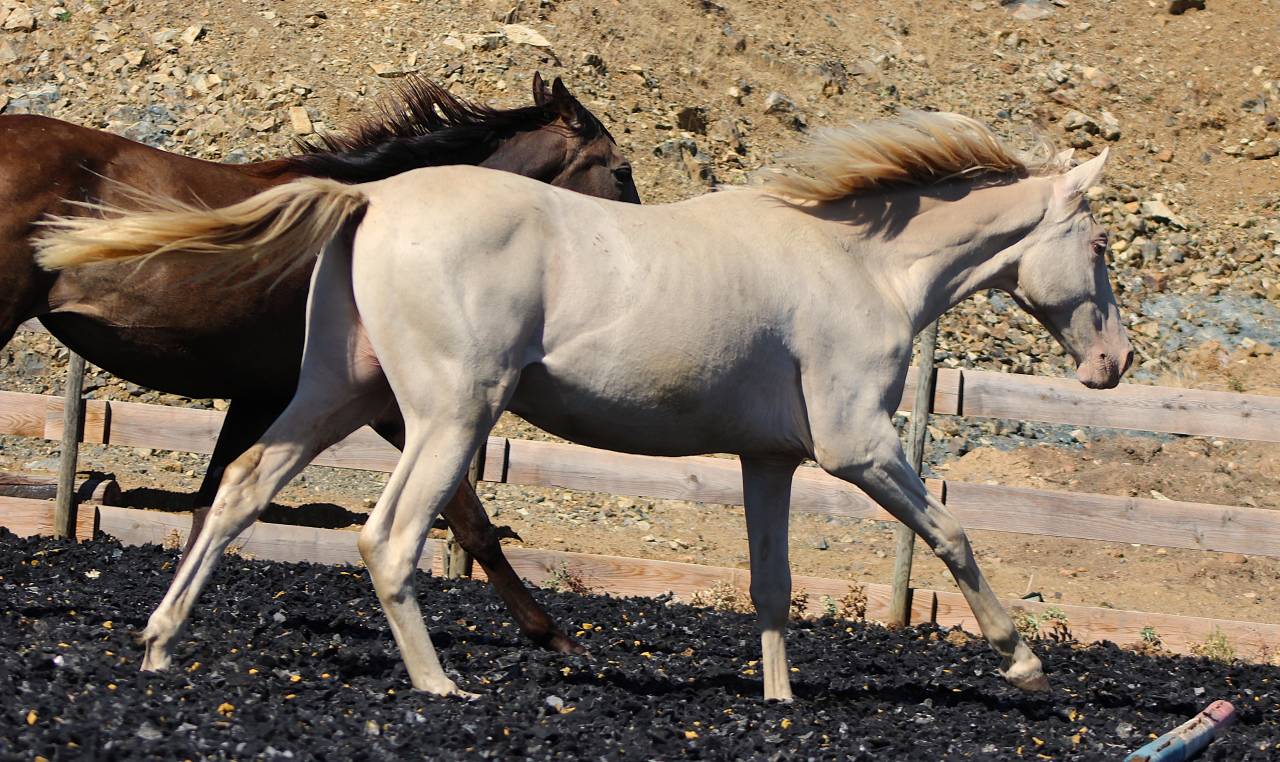 Caballo castrado PRE Pura Raza Espa&ntilde;ola En venta 2025 Perla