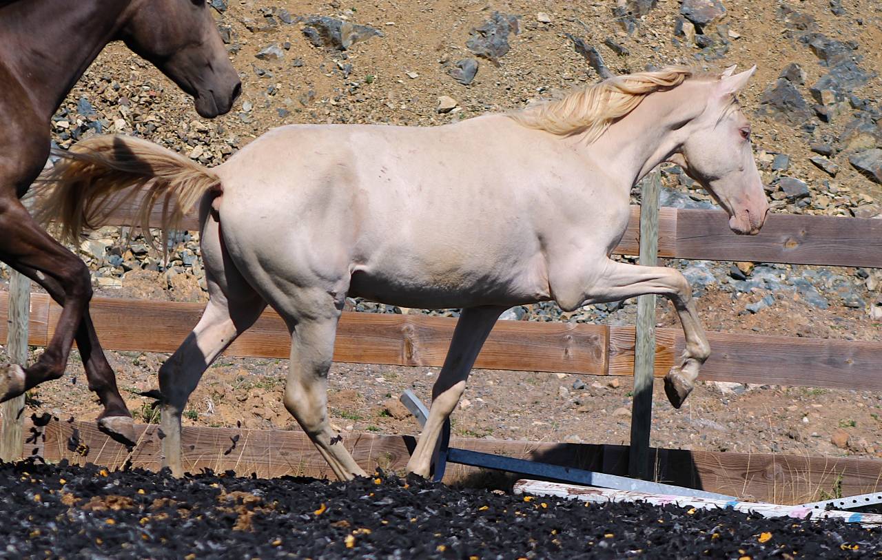 Caballo castrado PRE Pura Raza Espa&ntilde;ola En venta 2025 Perla