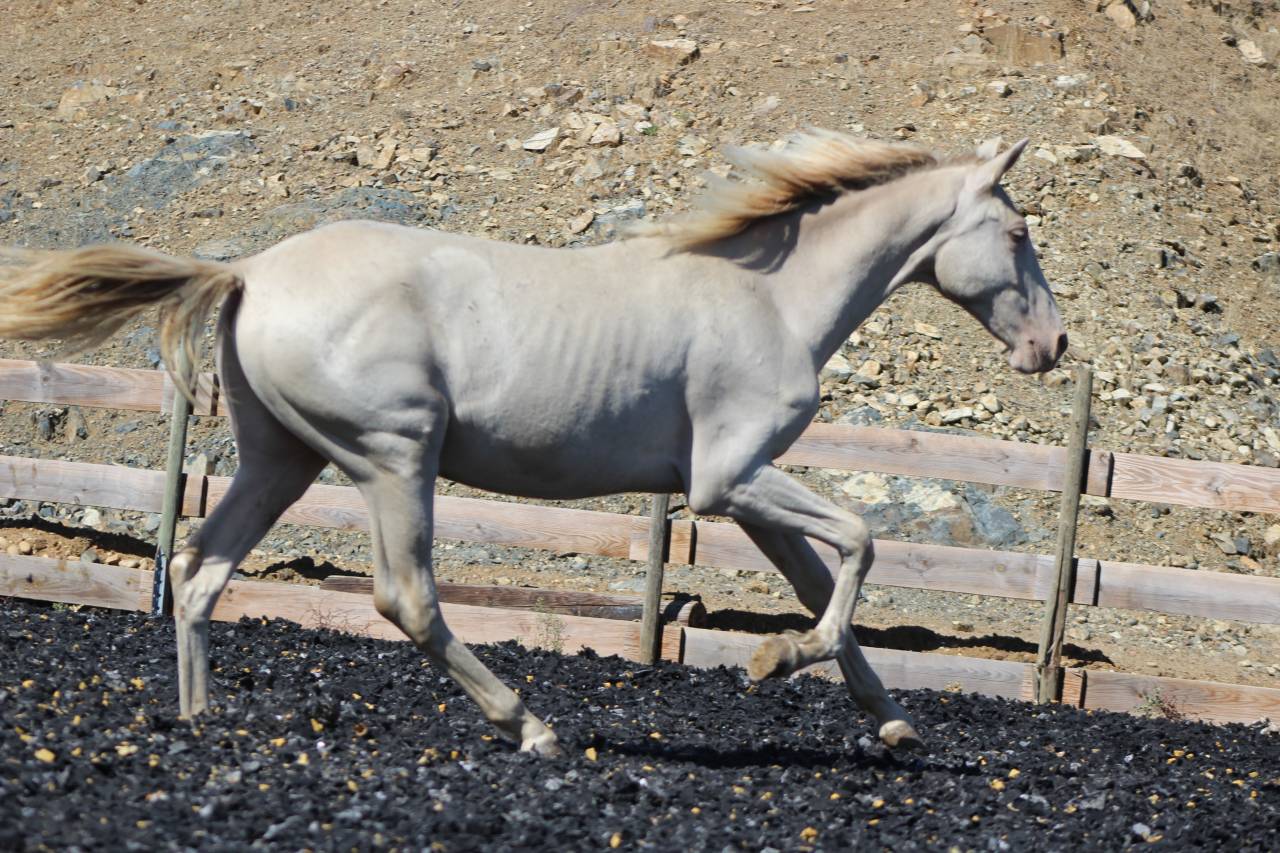 Caballo castrado PRE Pura Raza Espa&ntilde;ola En venta 2025 Perla