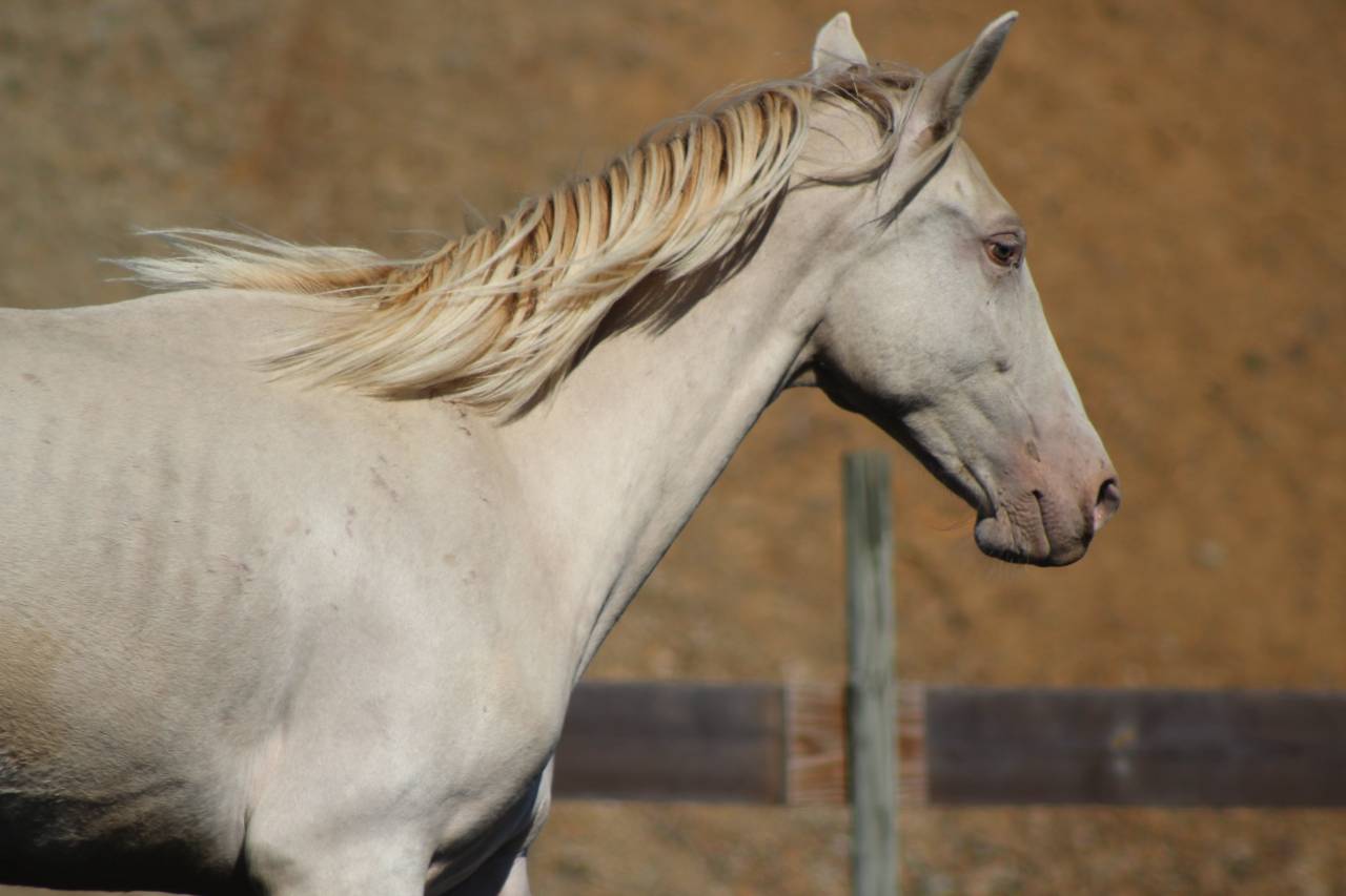 Caballo castrado PRE Pura Raza Espa&ntilde;ola En venta 2025 Perla