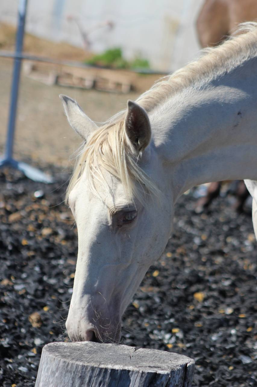 Caballo castrado PRE Pura Raza Espa&ntilde;ola En venta 2025 Perla