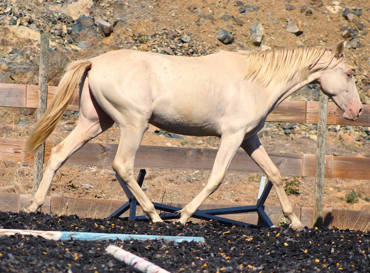 Caballo castrado PRE Pura Raza Espa&ntilde;ola En venta 2025 Perla