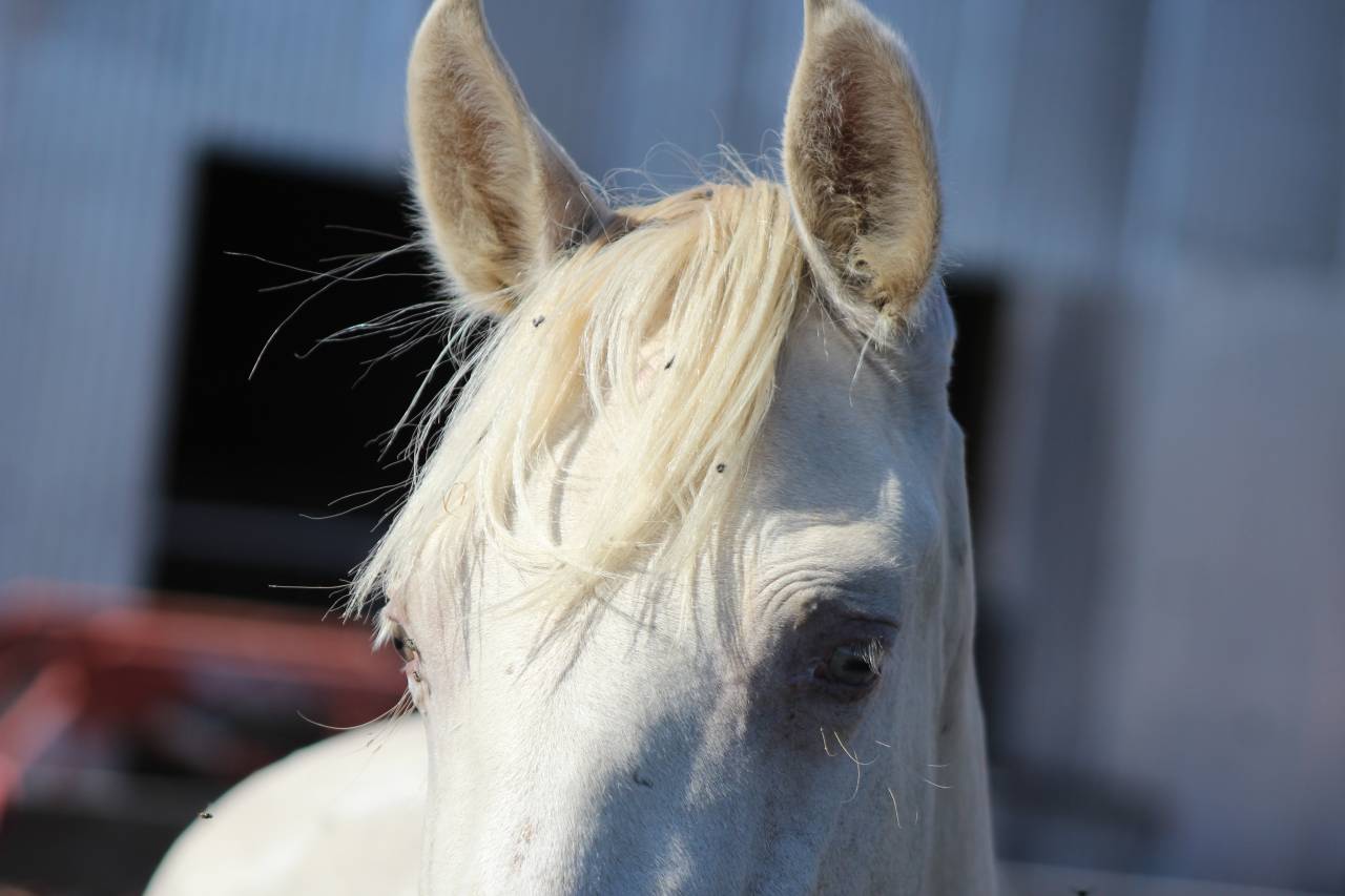 Caballo castrado PRE Pura Raza Espa&ntilde;ola En venta 2025 Perla