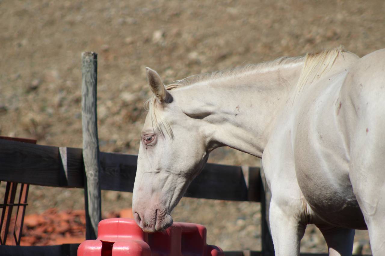Caballo castrado PRE Pura Raza Espa&ntilde;ola En venta 2025 Perla
