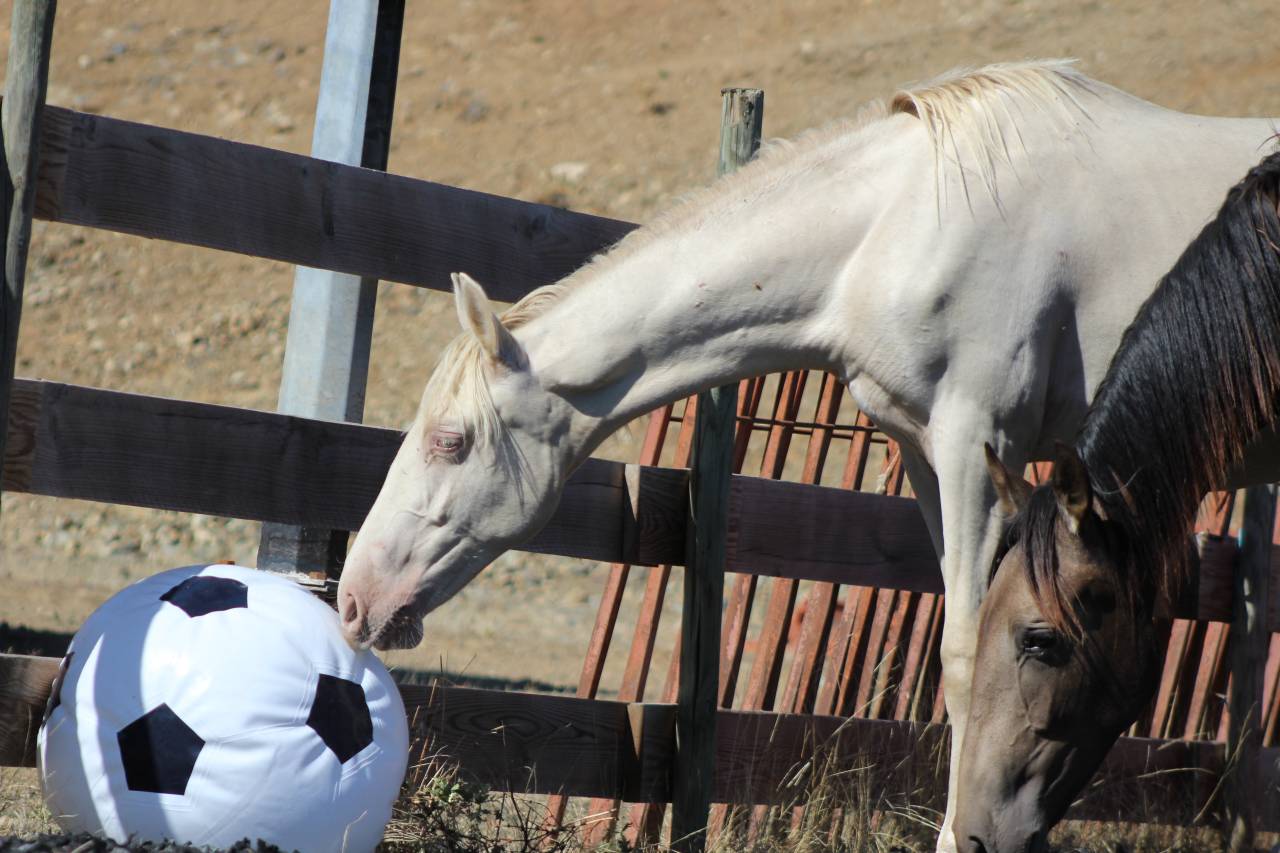 Caballo castrado PRE Pura Raza Espa&ntilde;ola En venta 2025 Perla