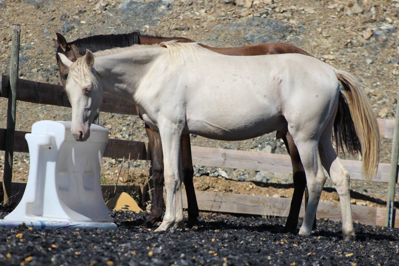 Caballo castrado PRE Pura Raza Espa&ntilde;ola En venta 2025 Perla