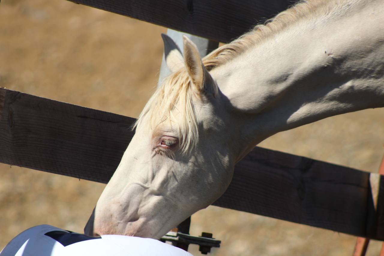 Caballo castrado PRE Pura Raza Espa&ntilde;ola En venta 2025 Perla