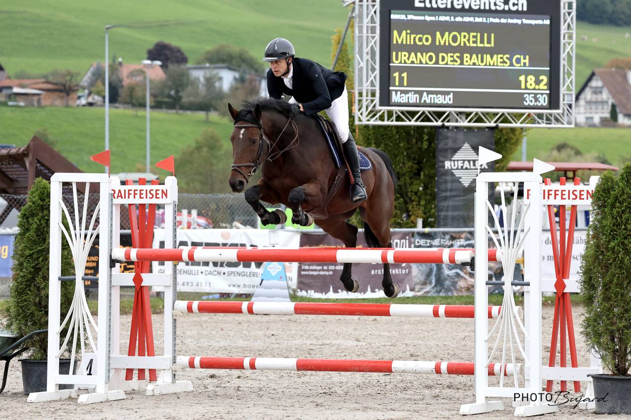 Caballo castrado Caballo de Deporte Suizo En venta 2016 Bayo por URANUS DE LA FOLIE