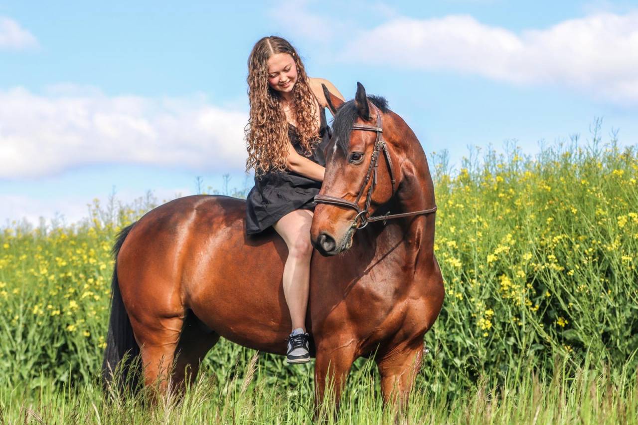 Caballo castrado Caballo de Deporte Suizo En venta 2016 Bayo por URANUS DE LA FOLIE