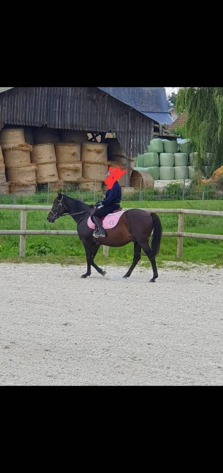 Caballo castrado Pura Sangre Arabe En venta 2015 Negro por ESTA SKAZIR