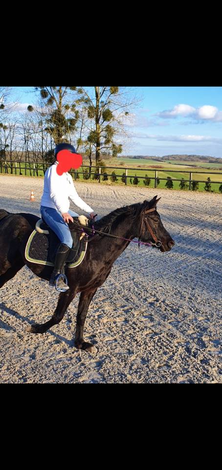 Caballo castrado Pura Sangre Arabe En venta 2015 Negro por ESTA SKAZIR