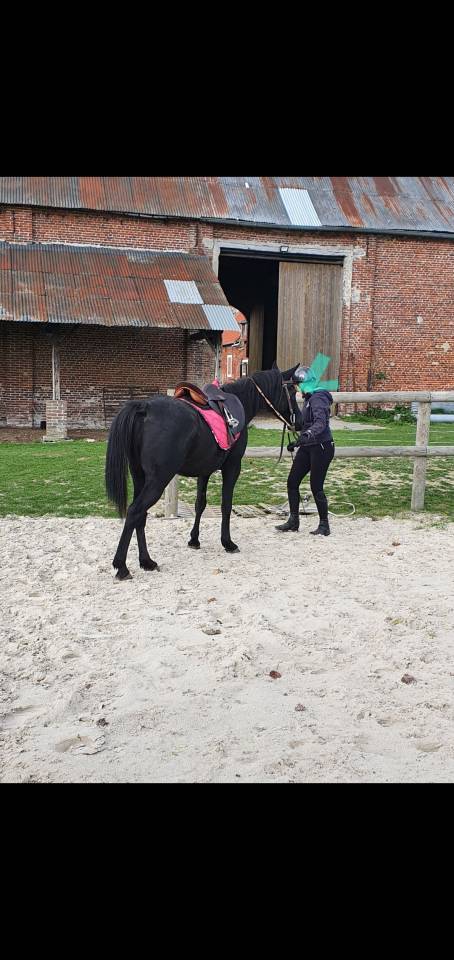 Caballo castrado Pura Sangre Arabe En venta 2015 Negro por ESTA SKAZIR