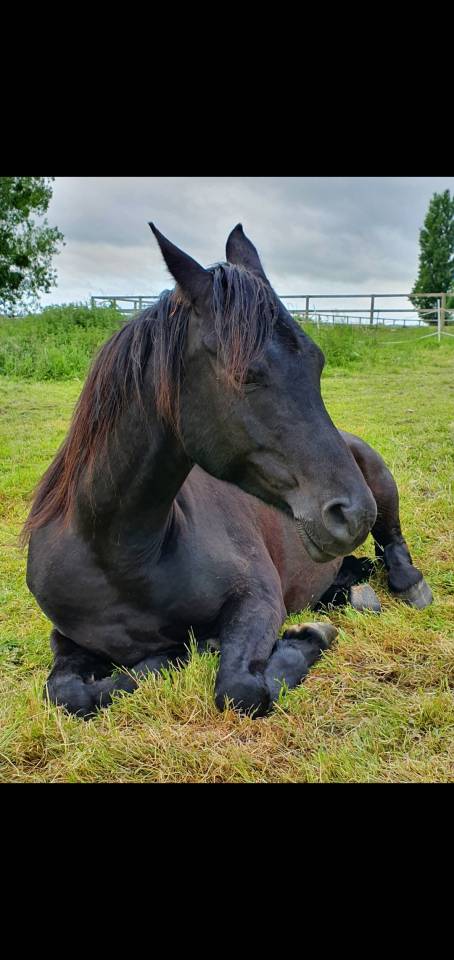 Caballo castrado Pura Sangre Arabe En venta 2015 Negro por ESTA SKAZIR