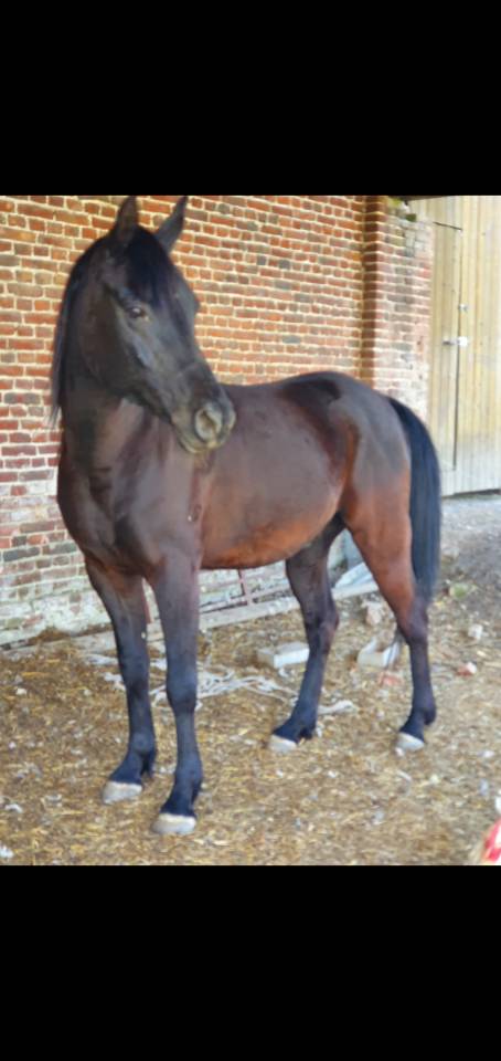 Caballo castrado Pura Sangre Arabe En venta 2015 Negro por ESTA SKAZIR