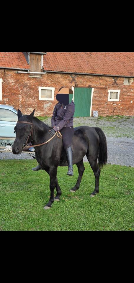 Caballo castrado Pura Sangre Arabe En venta 2015 Negro por ESTA SKAZIR