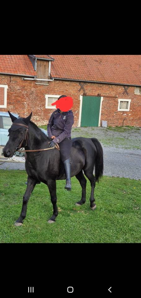 Caballo castrado Pura Sangre Arabe En venta 2015 Negro por ESTA SKAZIR