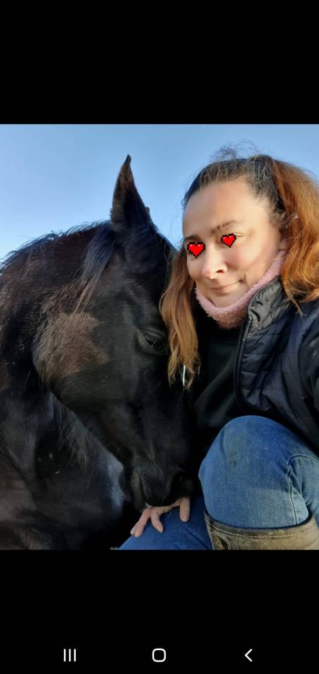 Caballo castrado Pura Sangre Arabe En venta 2015 Negro por ESTA SKAZIR