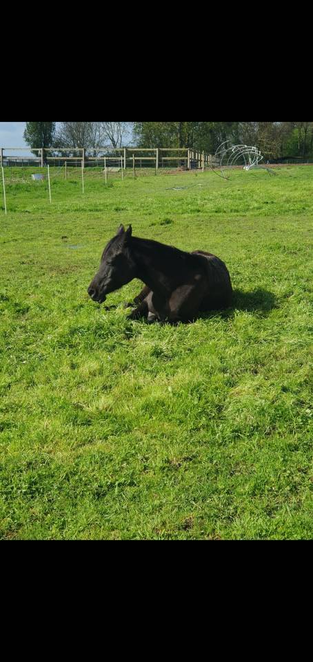 Caballo castrado Pura Sangre Arabe En venta 2015 Negro por ESTA SKAZIR