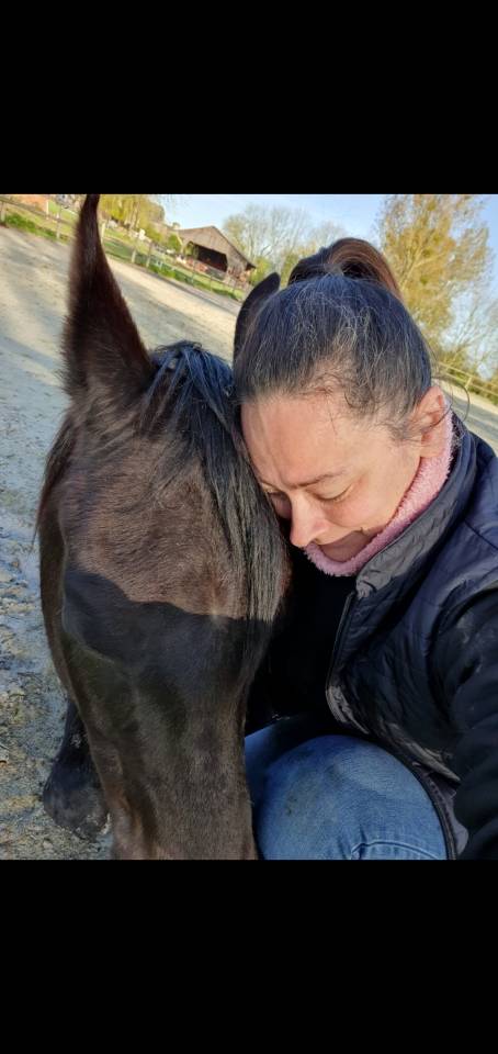 Caballo castrado Pura Sangre Arabe En venta 2015 Negro por ESTA SKAZIR