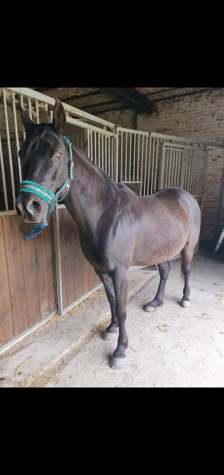 Caballo castrado Pura Sangre Arabe En venta 2015 Negro por ESTA SKAZIR