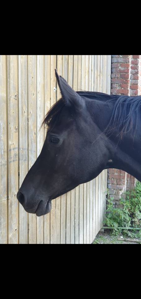 Caballo castrado Pura Sangre Arabe En venta 2015 Negro por ESTA SKAZIR