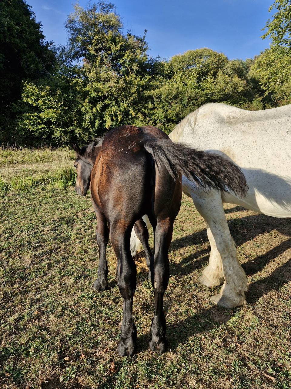 Potranca Percheron En venta 2026 Negro por VIADUC DU BUAT