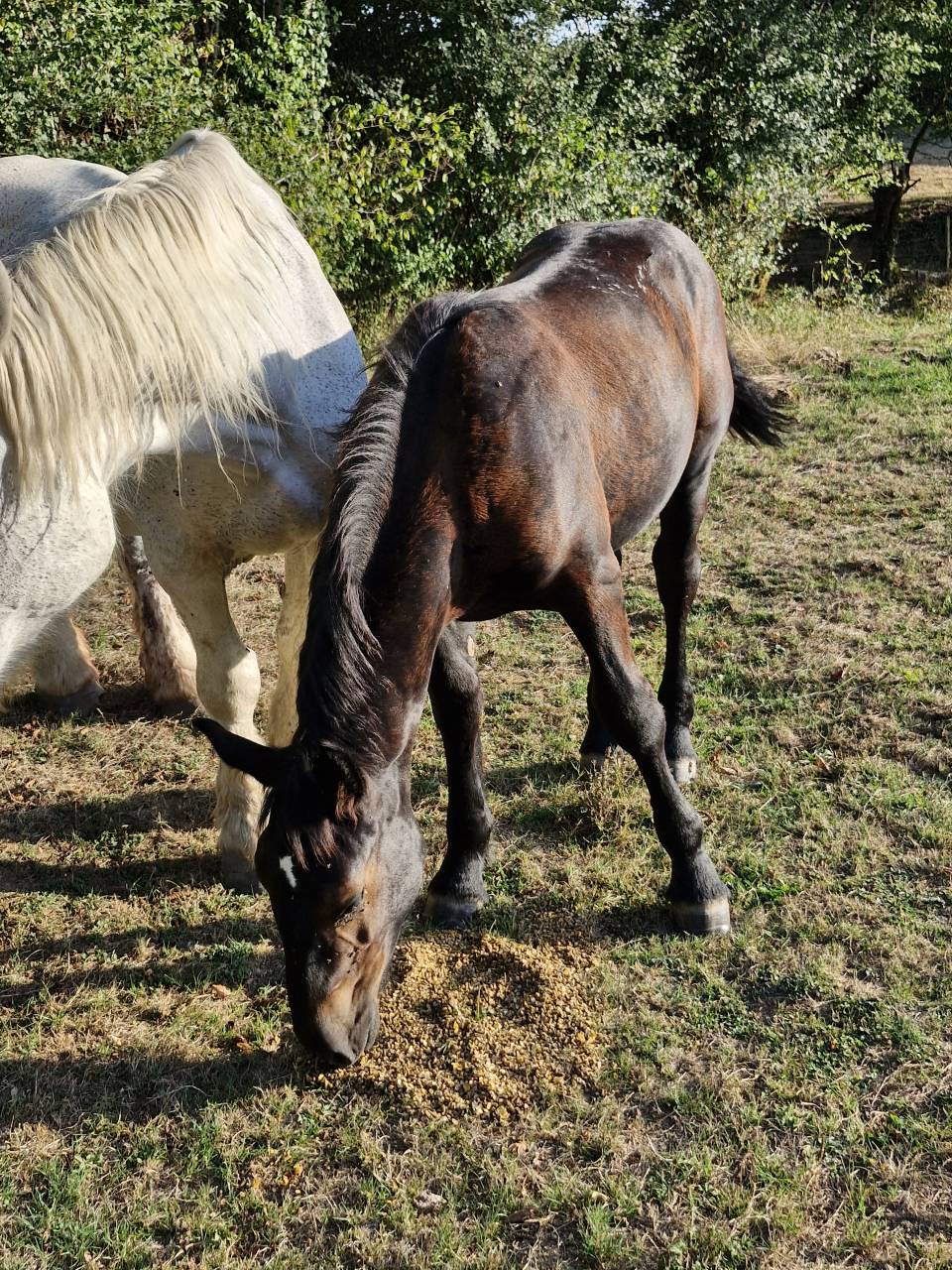 Potranca Percheron En venta 2026 Negro por VIADUC DU BUAT