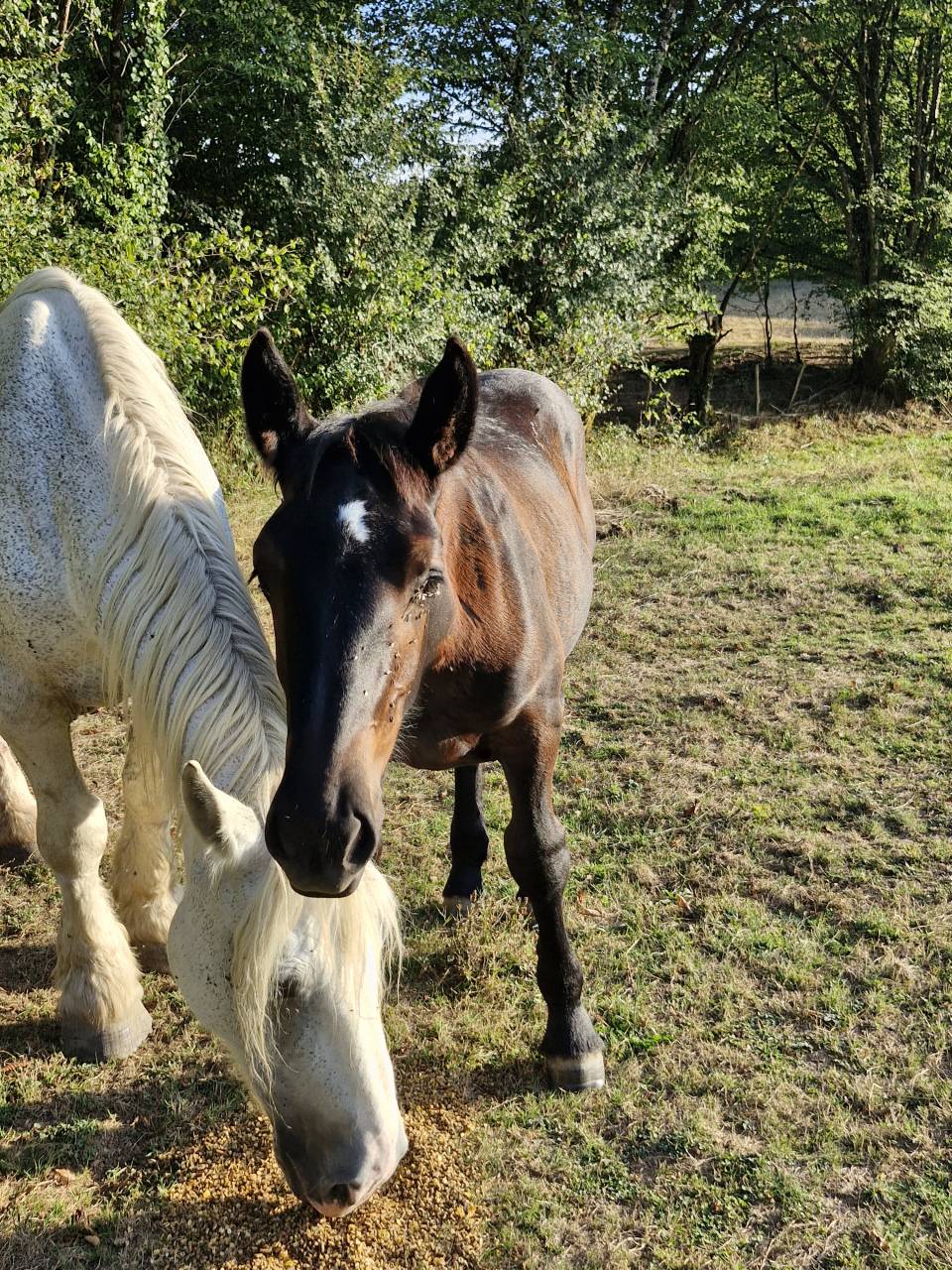 Potranca Percheron En venta 2026 Negro por VIADUC DU BUAT