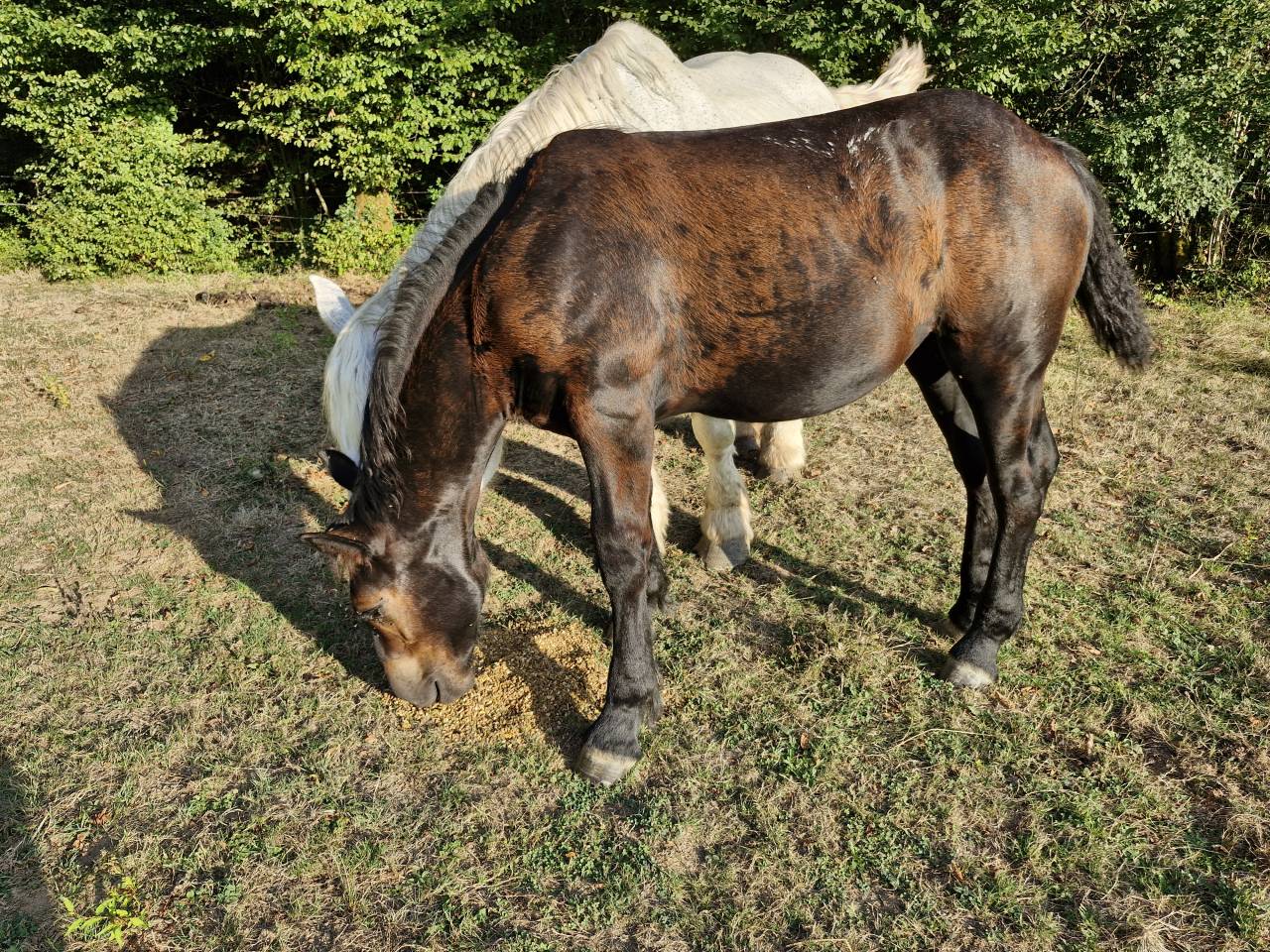 Potranca Percheron En venta 2026 Negro por VIADUC DU BUAT