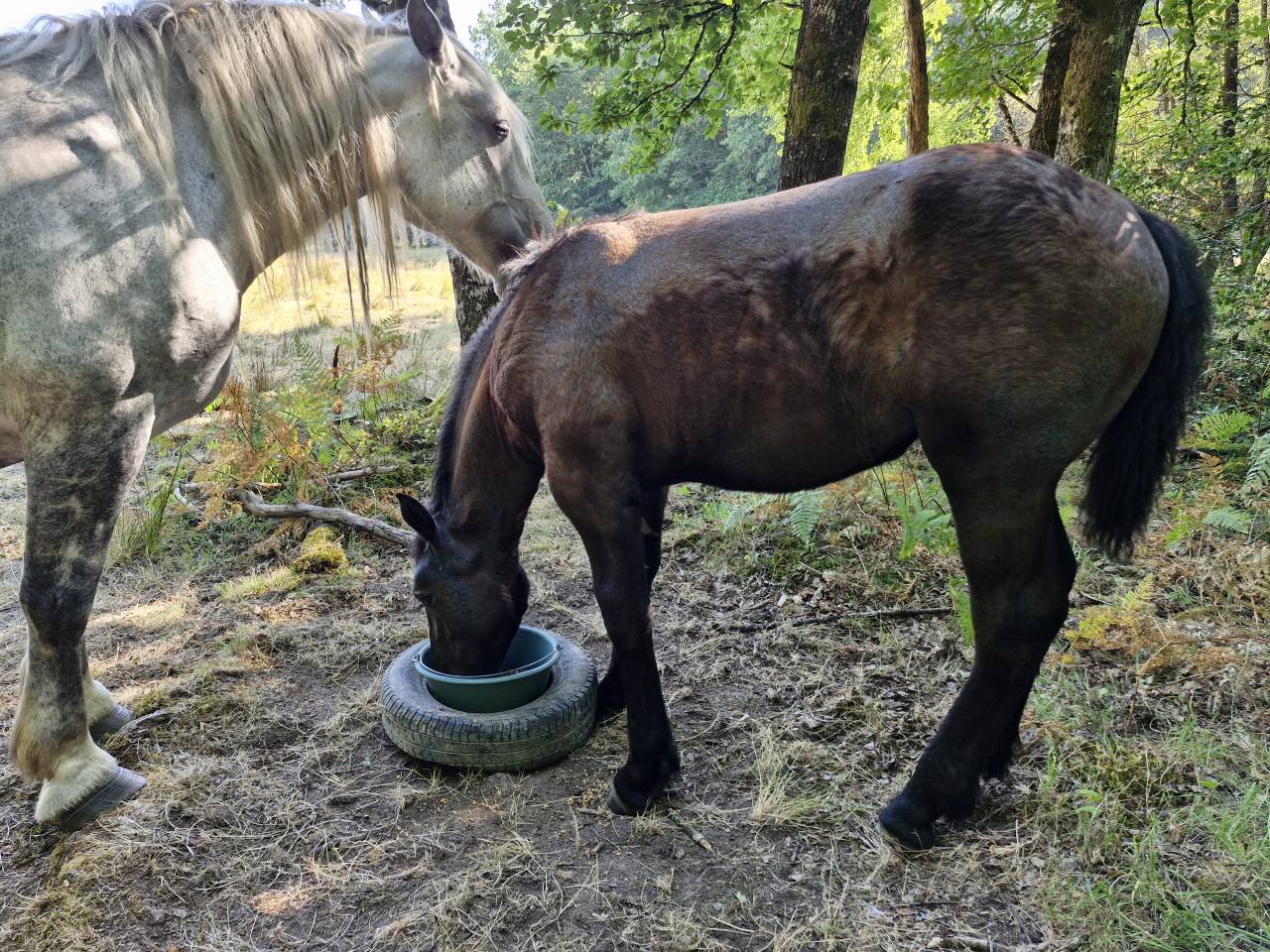 Potranca Percheron En venta 2026 Negro por VIADUC DU BUAT