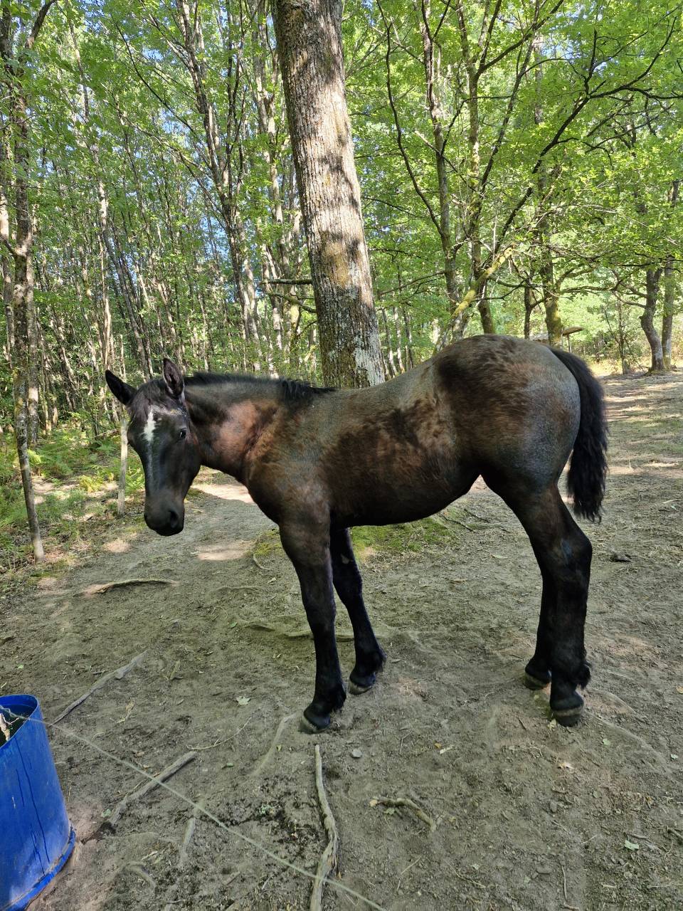 Potranca Percheron En venta 2026 Negro por VIADUC DU BUAT