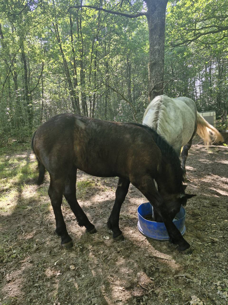 Potranca Percheron En venta 2026 Negro por VIADUC DU BUAT