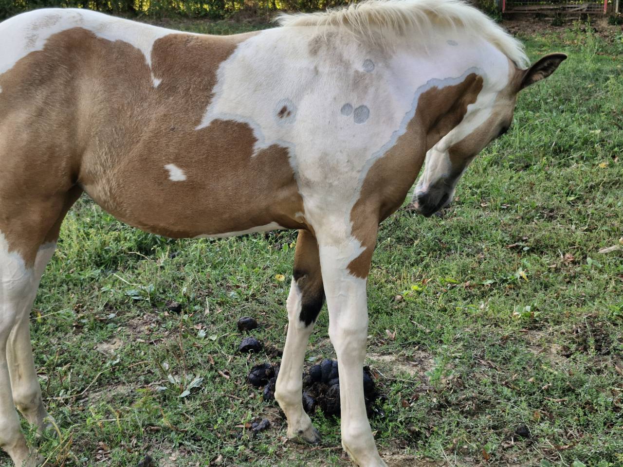 Potranca Paint Horse En venta 2026 Tobiano por EMH TITANS STARFIRMIN