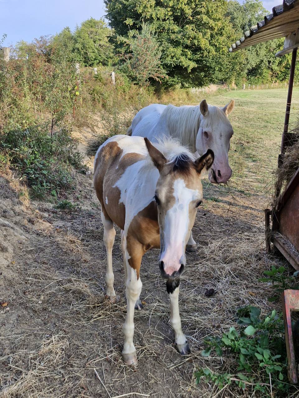 Potranca Paint Horse En venta 2026 Tobiano por EMH TITANS STARFIRMIN