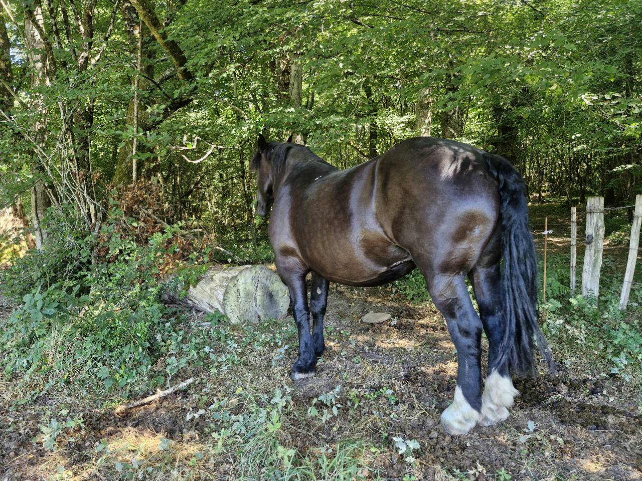 Yegua Percheron En venta 2012 Negro