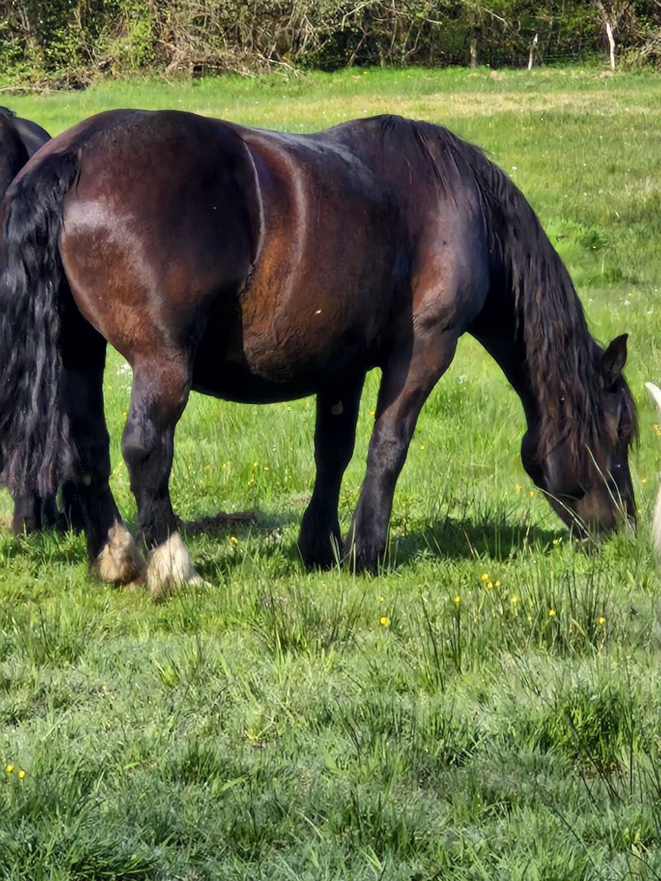 Yegua Percheron En venta 2012 Negro